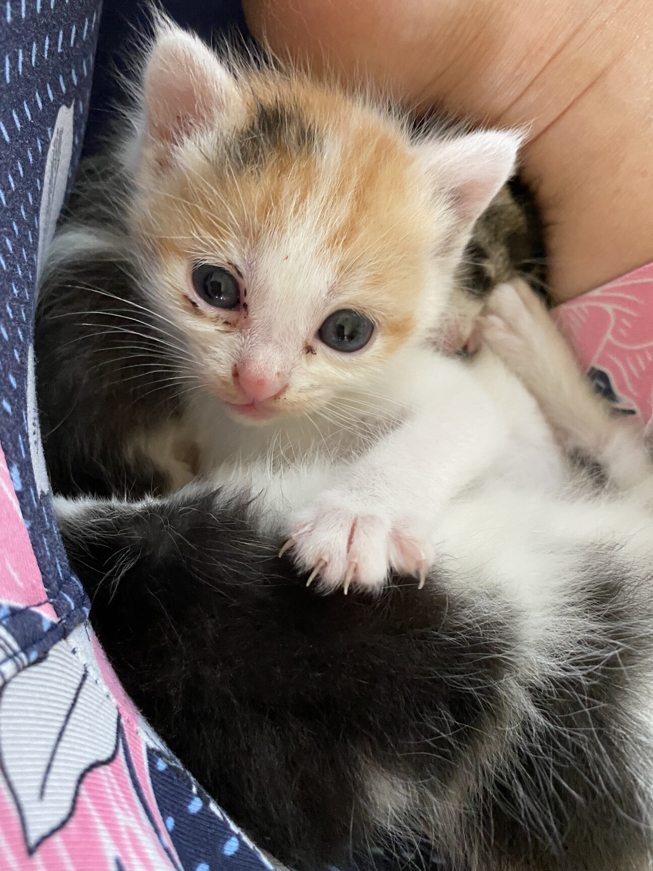 生後３週間の可愛い子猫2 熊本県 猫の里親募集 ペットのおうち 月間利用者150万人