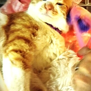 ねこ初心者大歓迎！キスハグ大好き！茶白一歳男子！