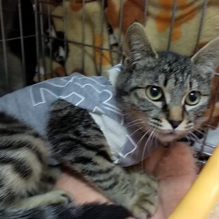 (お見合い決定)『キャンディ』♀