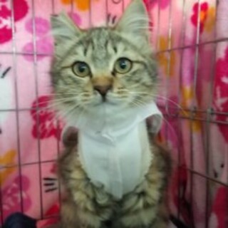 (お見合い決定)『シルキー』♀