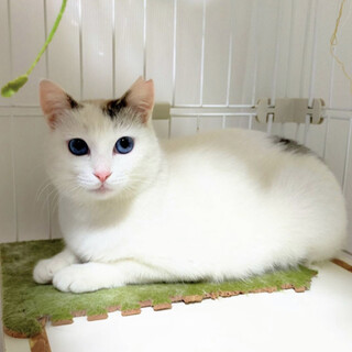 【4/24東銀座】マリンちゃん1歳半〜2歳♪