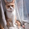 の写真