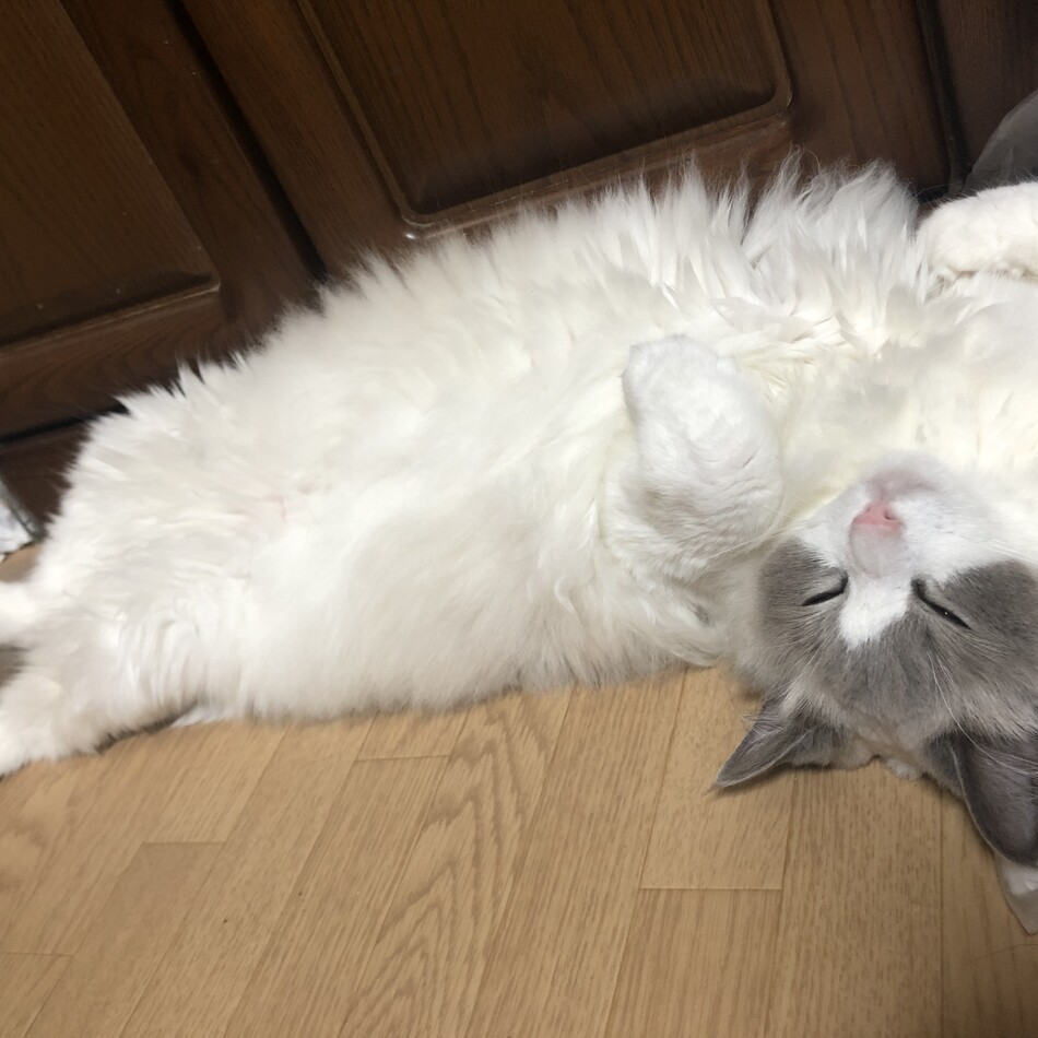 メルのカバー写真