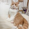 の写真