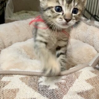 キジトラ・子猫♀