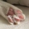 の写真
