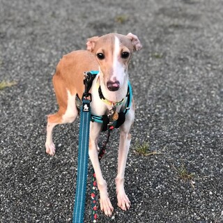 寂しがり屋の男の子♂ケンケン君