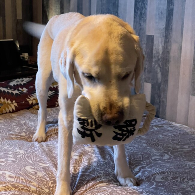 パト2010のカバー写真