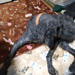 部屋の中でくつろぐジョン君