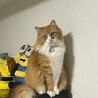 の写真