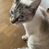 青いおめめがビー玉みたいで綺麗