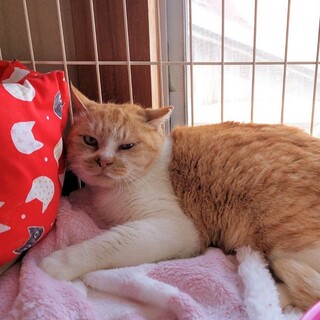 【動画】人馴れ修行中☆過酷な海辺で生きてきました