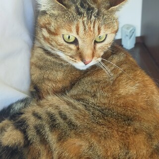 人馴れ抜群♥麦わら柄の女の子「むぎ」♥３歳♥性格◎