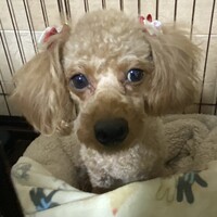 ミルキー