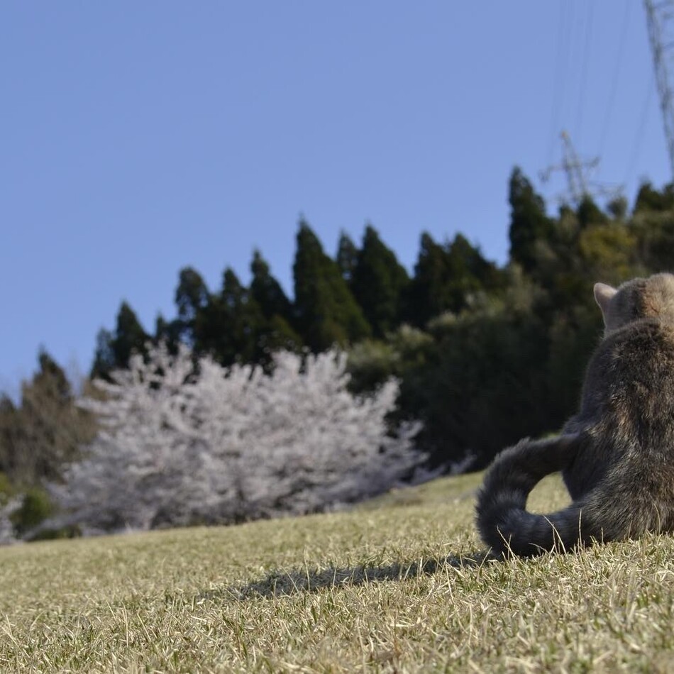 むぎのカバー写真