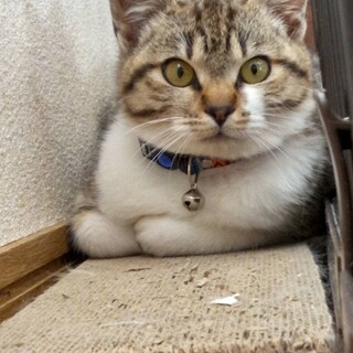 〝ここちゃん〟です♪