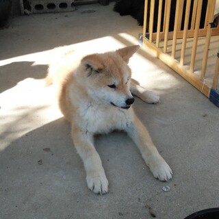5ヶ月ぐらいの秋田犬
