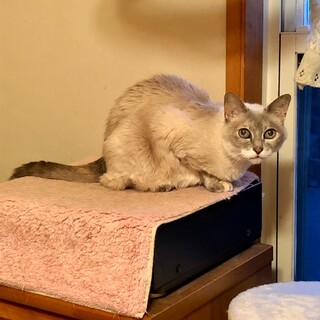 美意識高い系女子♡すいちゃん《4/24譲渡会参加》