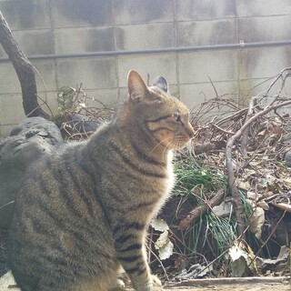 お行儀良くのんびり屋ジローです。高齢者大歓迎♥️