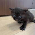 瞳がブルーのキジトラ子猫の里親さん　募集です