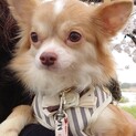 募集停止！！　チワワ　穏やかな子(^^♪