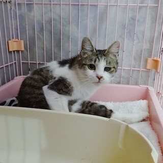 人が大好き！人見知りがまったくない子です❣️