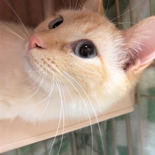 水色瞳の女の子☆キャンディ3