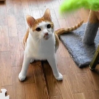 茶白あるあるのベタベタ膝乗り君⭐️