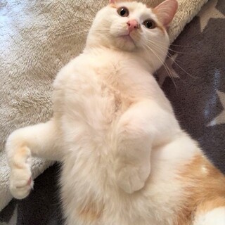 むくむく手足茶シロの男の子☆もるか