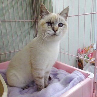 しぐさが可愛いシャム系女の子❤️