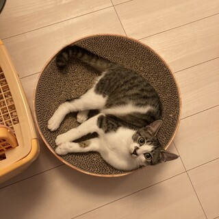 みかさん☆グレー系キジ白☆猫のダヤン似