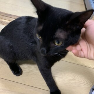 甘えたの黒猫!ボク、ヨッシー。