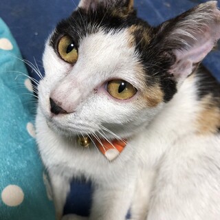 もうすぐ2歳の三毛猫ちゃん！