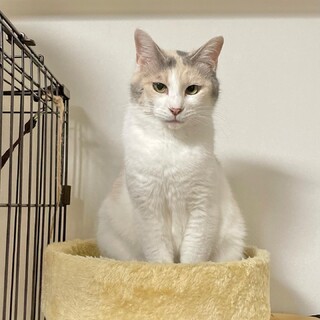 わがままボディーが魅力♡パステル三毛