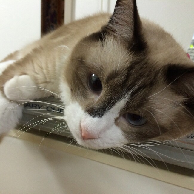 ほくとしちせいのカバー写真