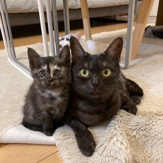 【お見合い随時】人馴れ◎ママ子猫の癒しの猫LIFE