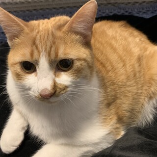 茶白色猫の募集