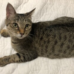 【保護猫譲渡会】in高根沢町図書館 上高根沢分館 サムネイル2