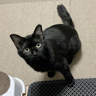 ツヤツヤの漆黒　女の子3歳