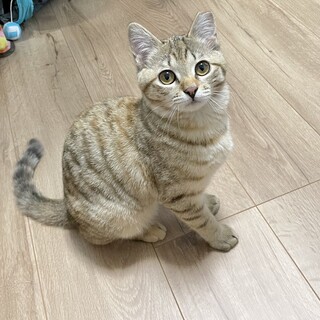 甘えん坊のおてんば娘　半年の女の子