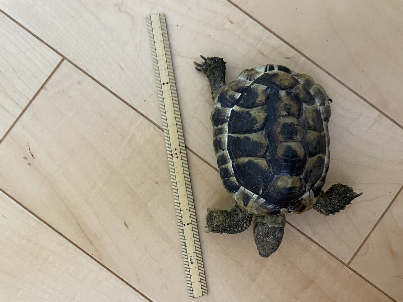 小さいヘルマンリクガメ 山梨県 爬虫類 他の里親募集 ペットのおうち 月間利用者150万人