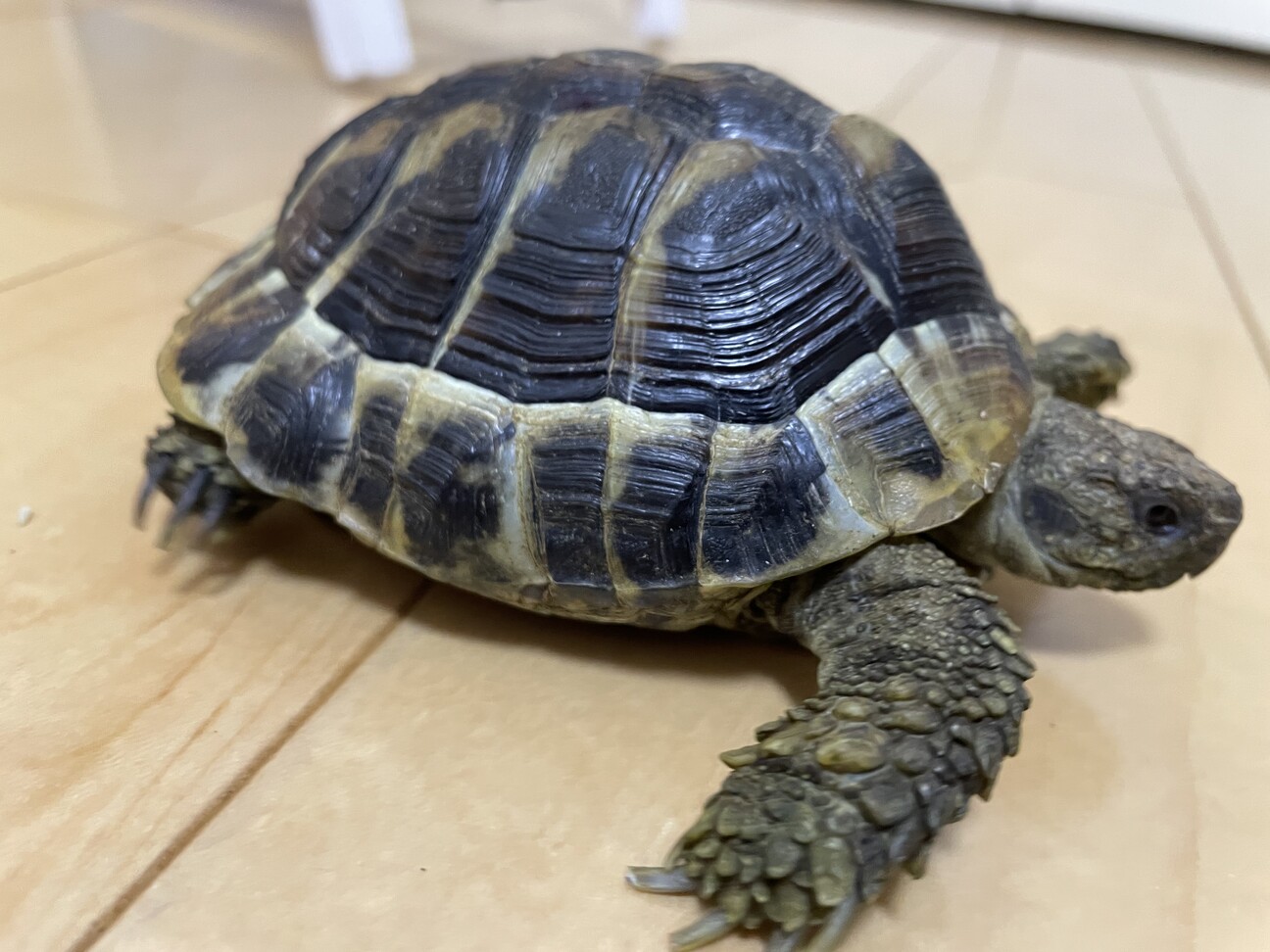 小さいヘルマンリクガメ 山梨県 爬虫類 他の里親募集 ペットのおうち 月間利用者150万人