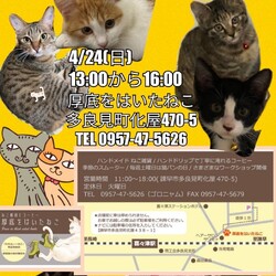 保護猫譲渡会　in  厚底をはいたねこ