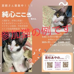 保護猫譲渡会　in  厚底をはいたねこ サムネイル3