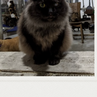 沖縄県より長毛の人なっこい猫ちゃん里親募集