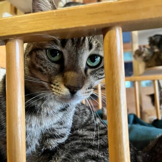 困り顔がキュートなキジニャン♡デイジーくん