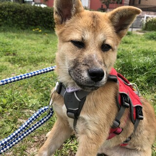 「ヘンリー」男の子