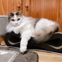 メル