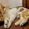 美猫三毛猫 ザクロちゃん☆  サムネイル6
