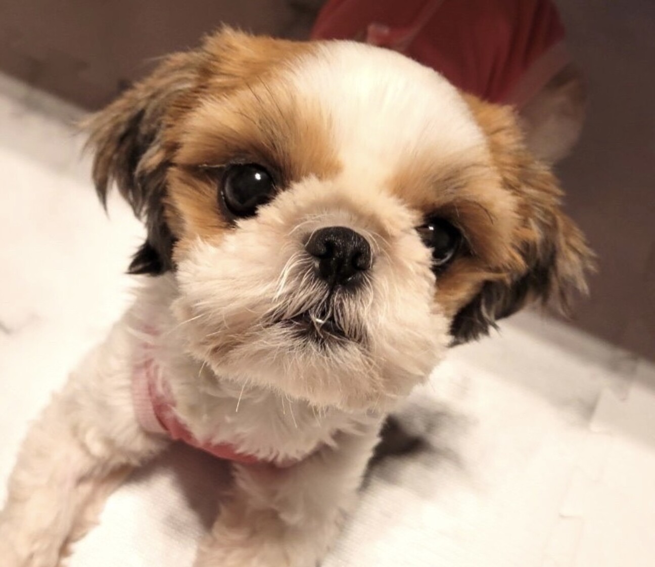 マイペースで好奇心旺盛 愛知県 犬の里親募集 ペットのおうち 月間利用者150万人